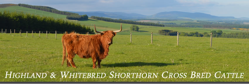 Kargarrie House Highland and Whitebed Shorthorn Cross Bred Cattle