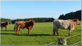 Highland Cattle Photo 1
