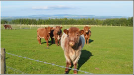 Highland Cattle Photo 2