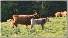 Highland Cattle Photo 3
