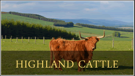 Kargarrie House Highland Cattle